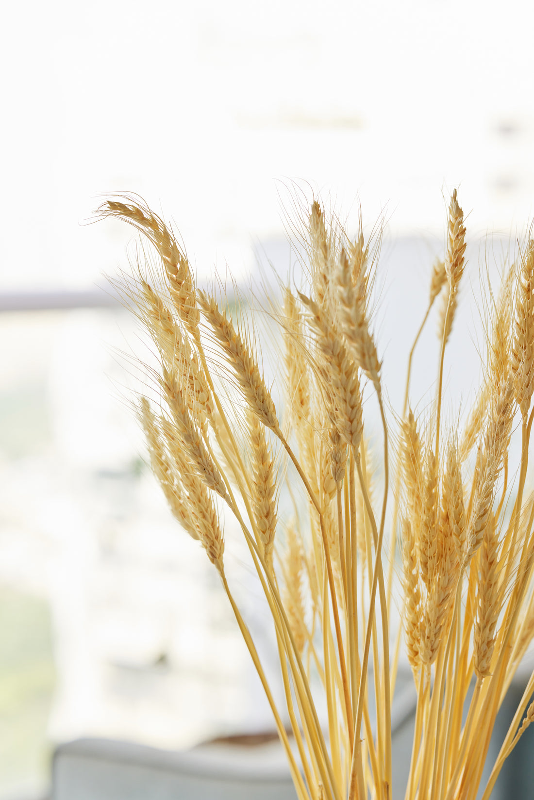 Wheat Grass Bunch Close up