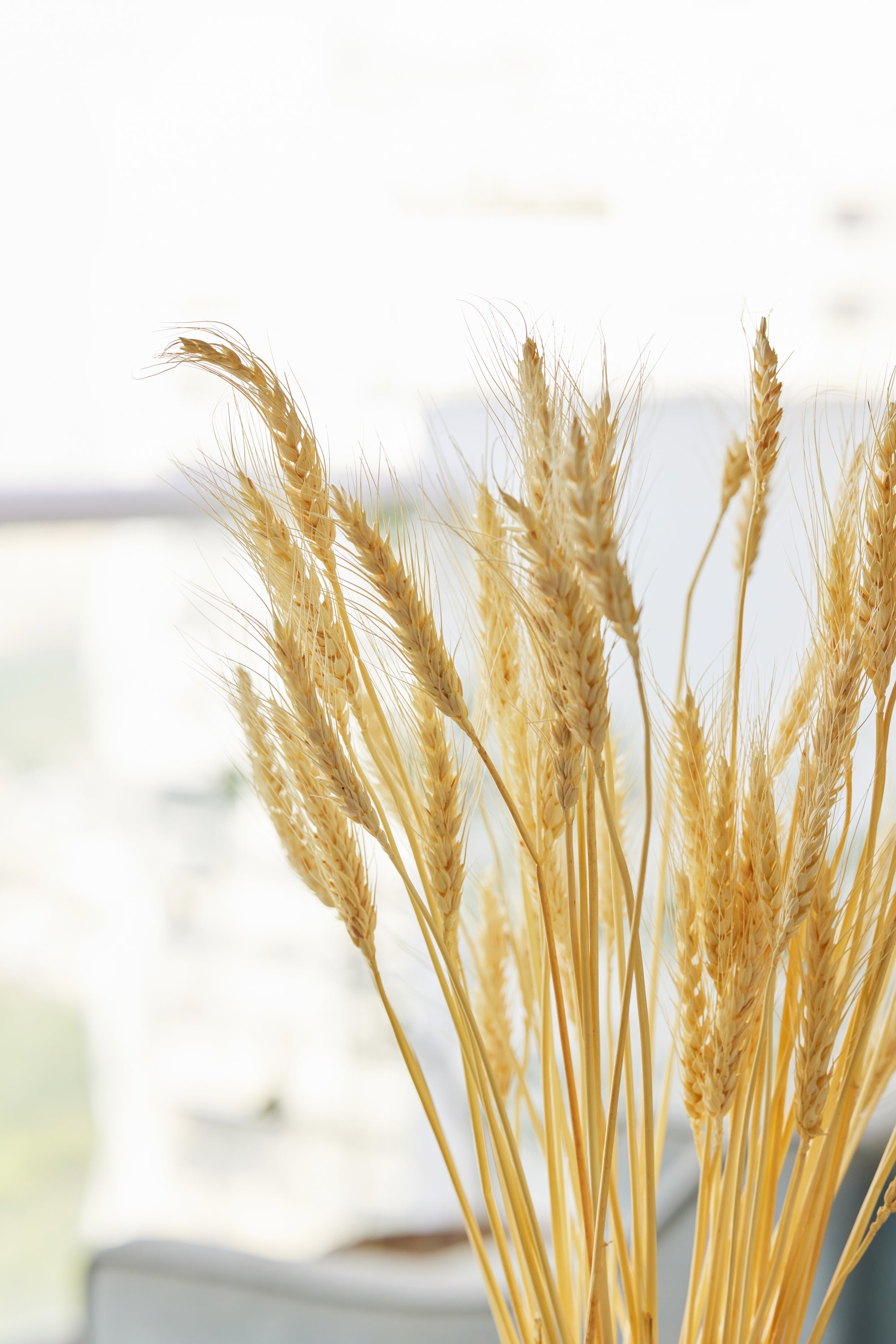 Wheat Grass Bunch Close up