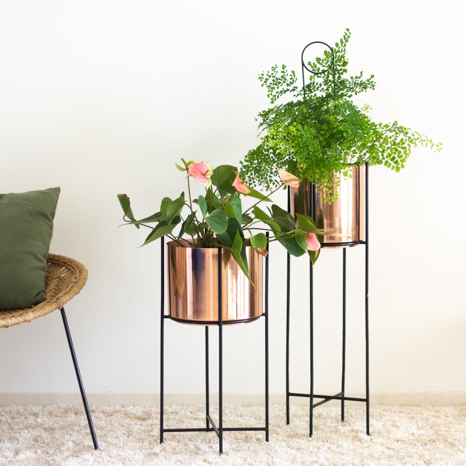 Marigold tall & stout planters in a living room with plants in it