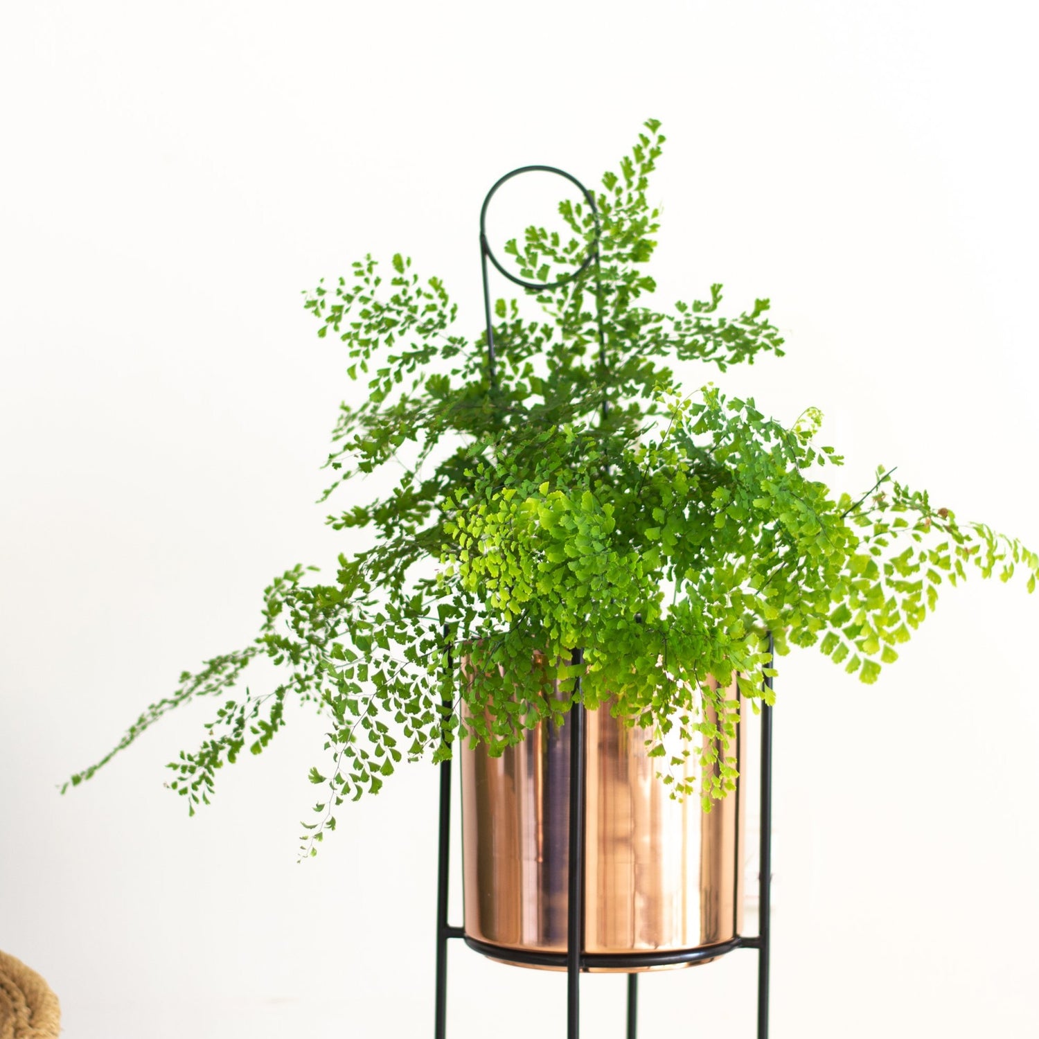 close up of Marigold copper planters with fern plant