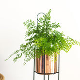 close up of Marigold copper planters with fern plant