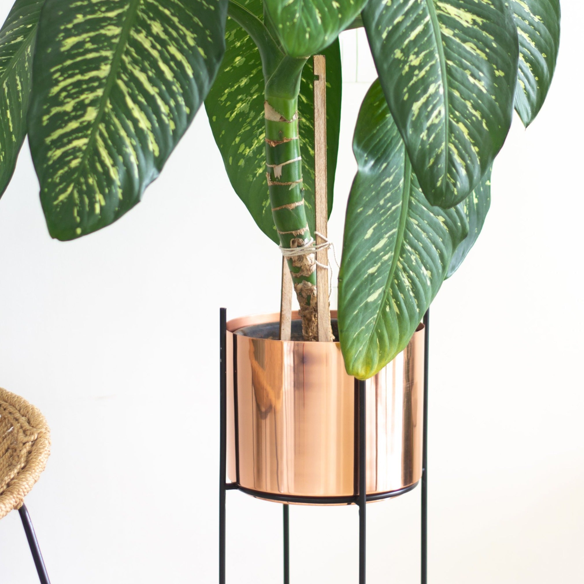Marigold copper planters in a living  room with dumb cane plant