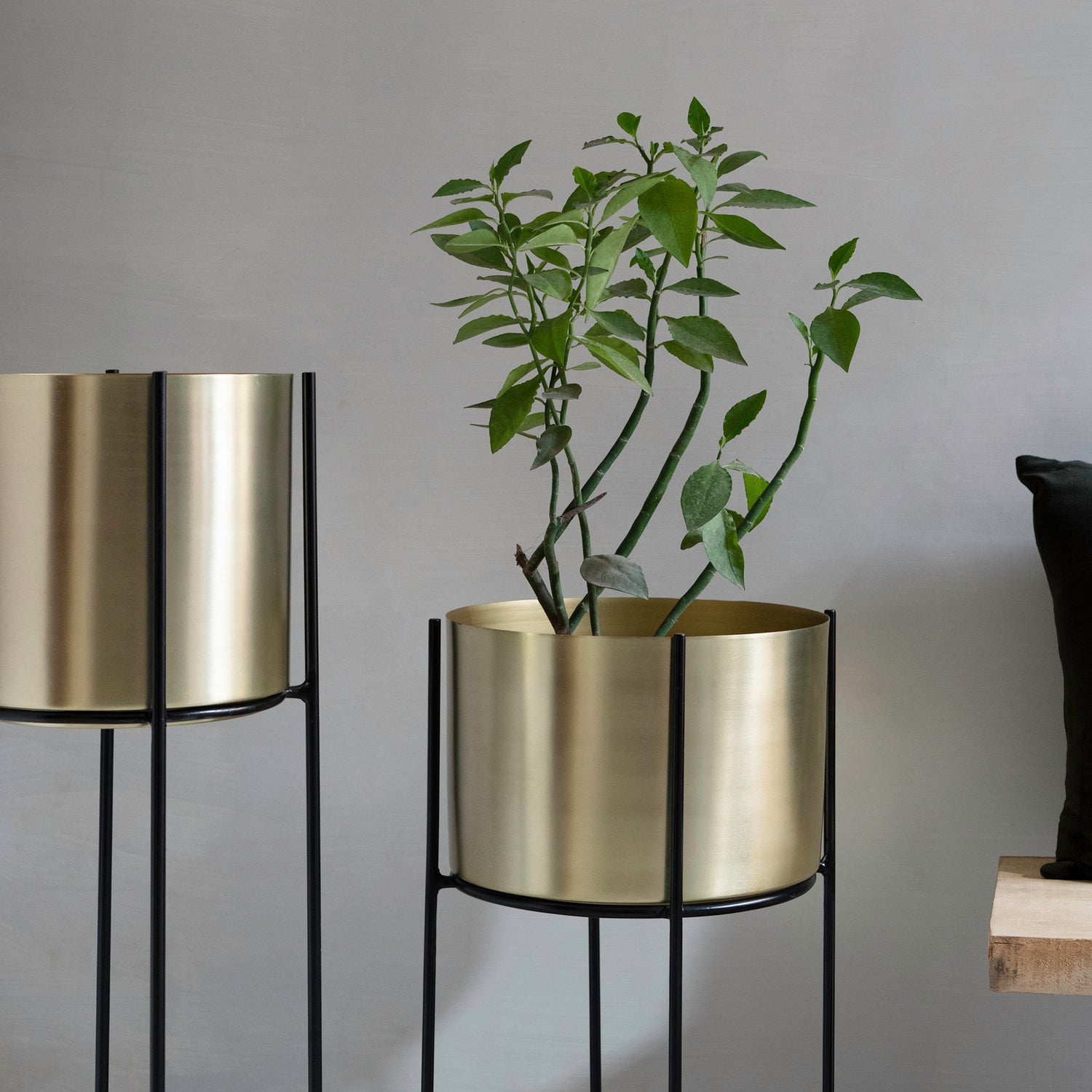 Marigold Planter, Stout, Matte gold - Fleck