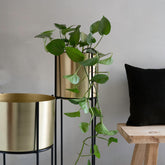 Marigold Planter, Tall, Matte gold - Fleck