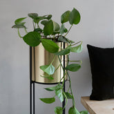 Marigold Planter, Tall, Matte gold - Fleck