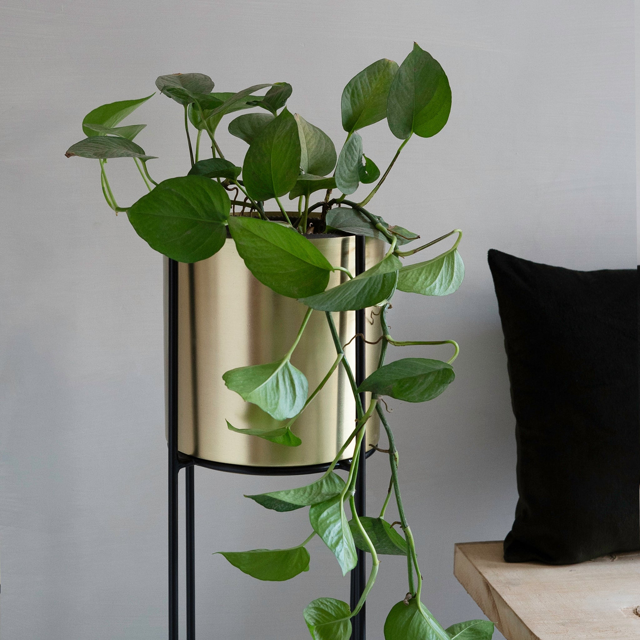 Marigold Planter, Tall, Matte gold - Fleck