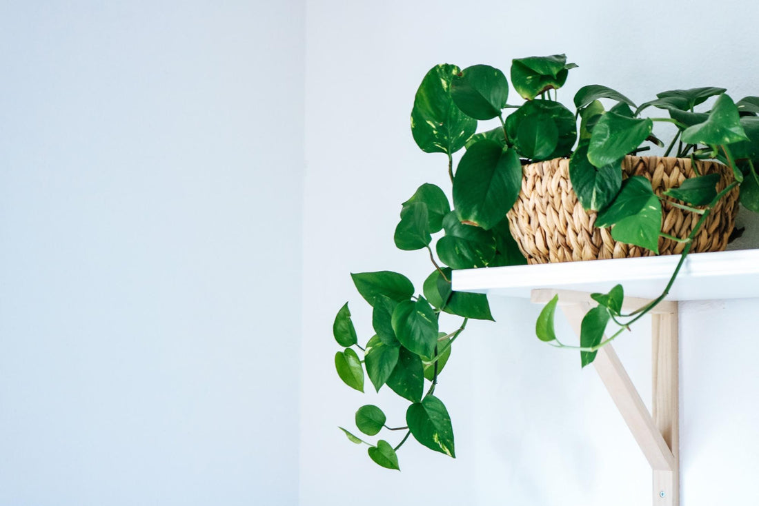 Plat care guides by Fleck, Pothos