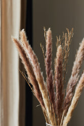 Foxtail Grass Bunch Close Up