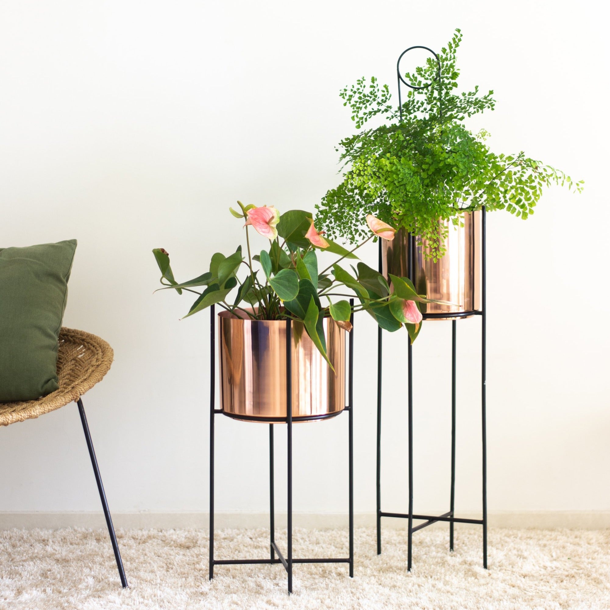 Marigold tall &amp; stout planters in a living room