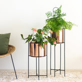 Marigold tall & stout planters in a living room with plants in it 