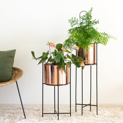 Marigold tall &amp; stout planters in a living room with plants in it 