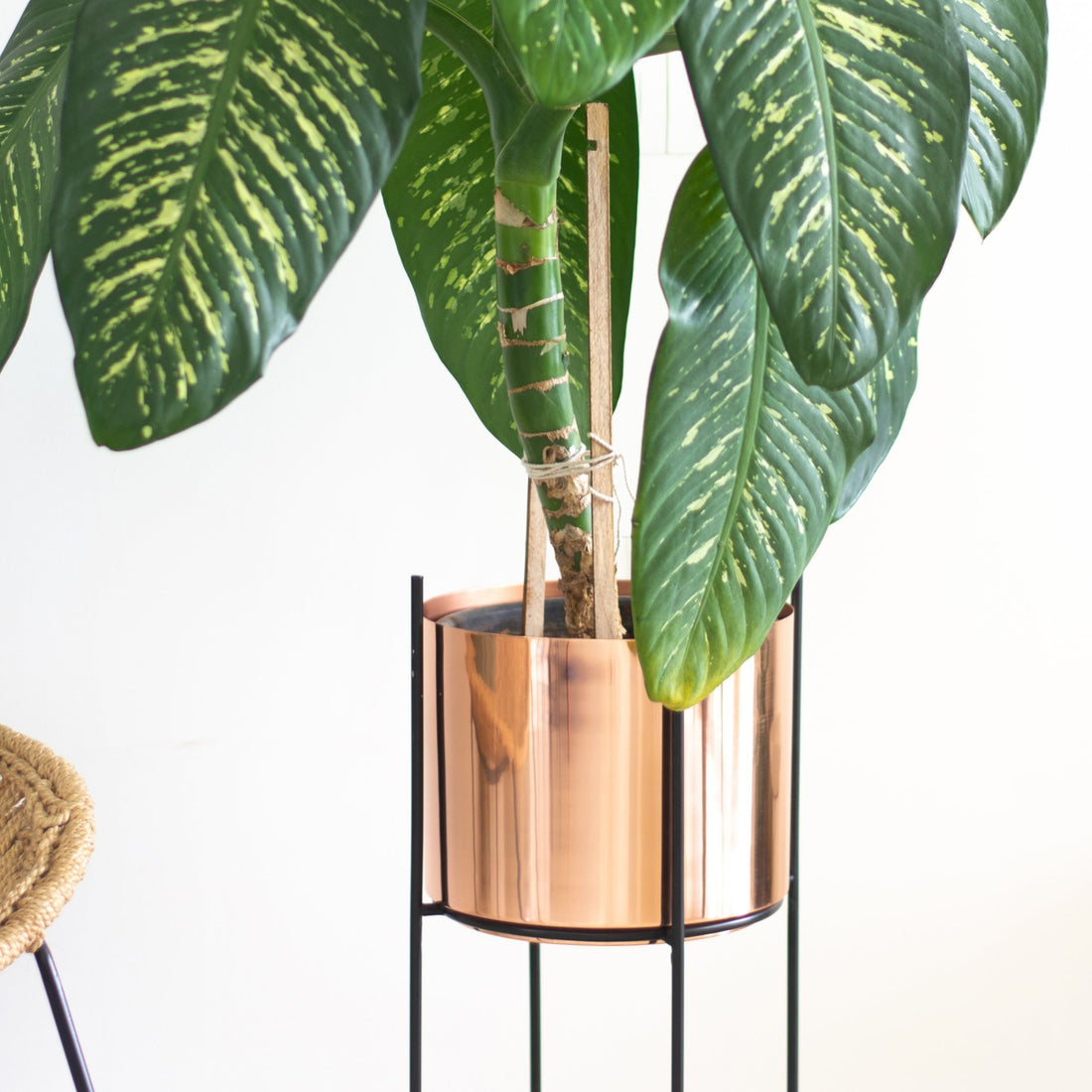 Marigold copper planters in a living  room with dumb cane plant