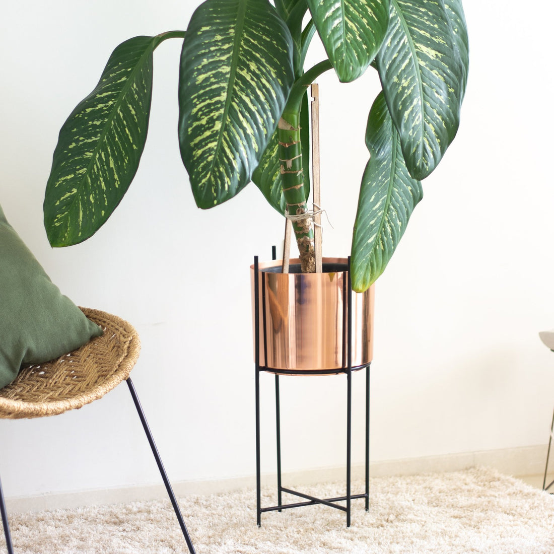 Marigold planter with dumb came plant & a chair on the side