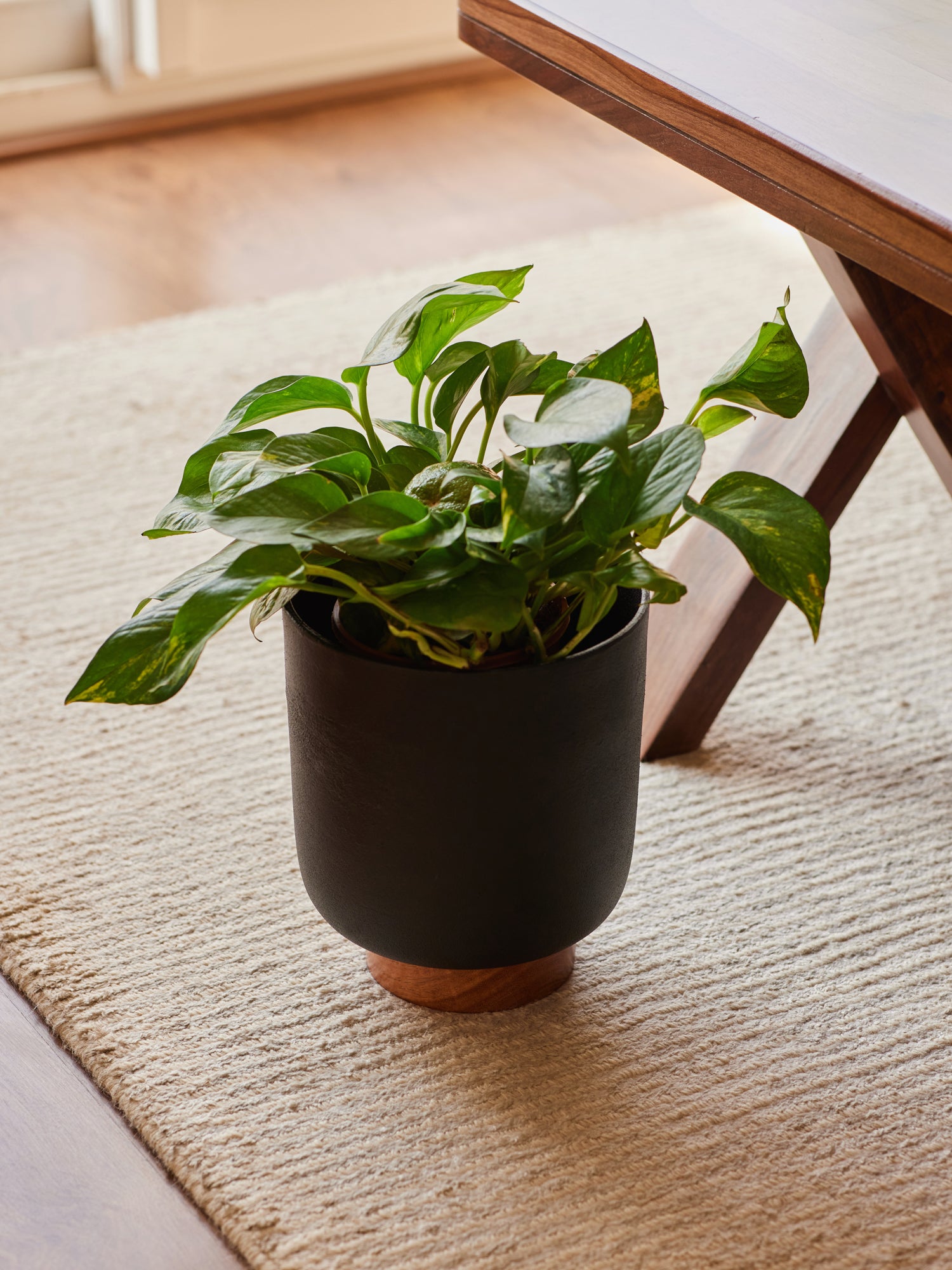 Black indoor plant pots made by Fleck