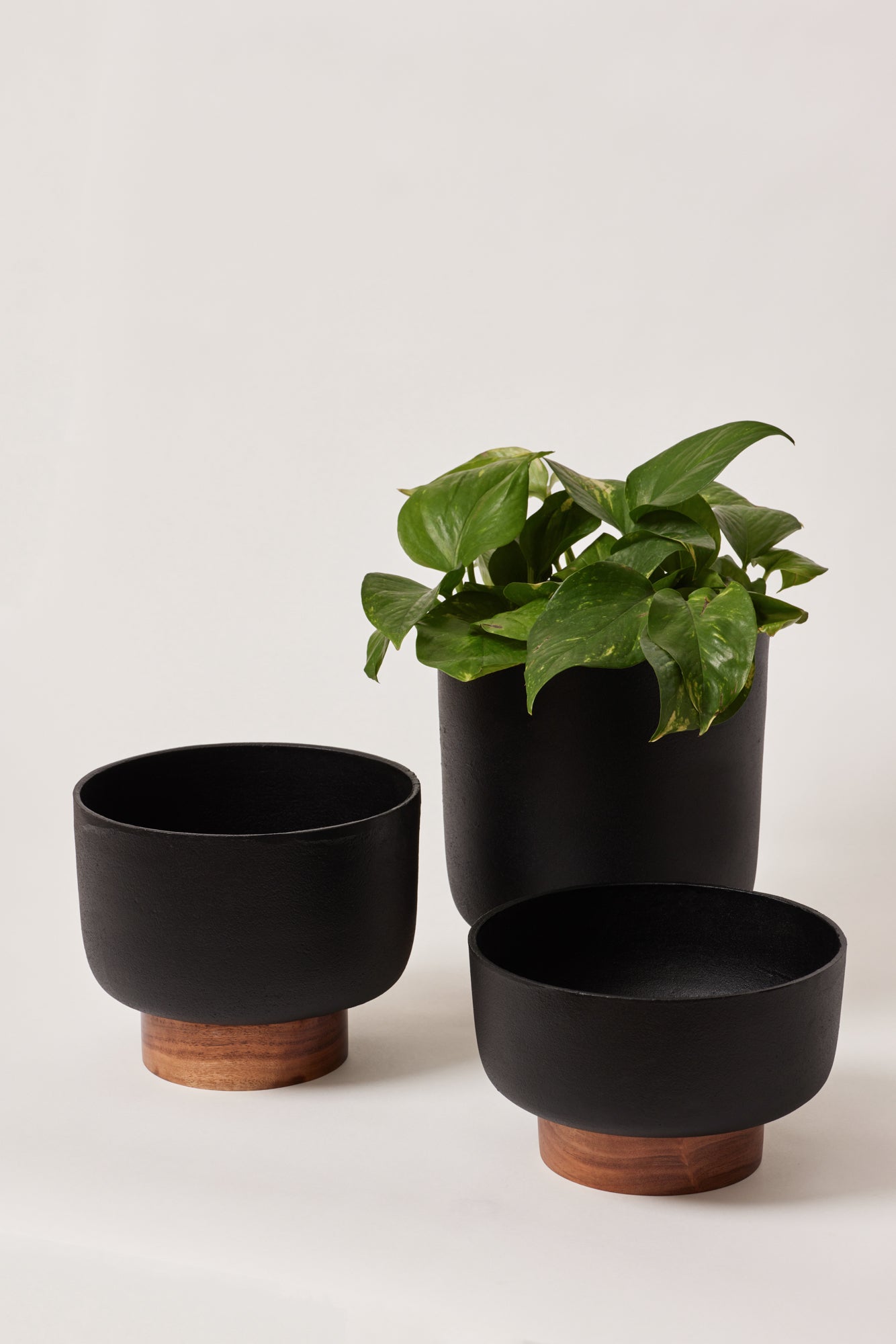 beautiful plant pots indoor