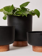 decorative planters for living room