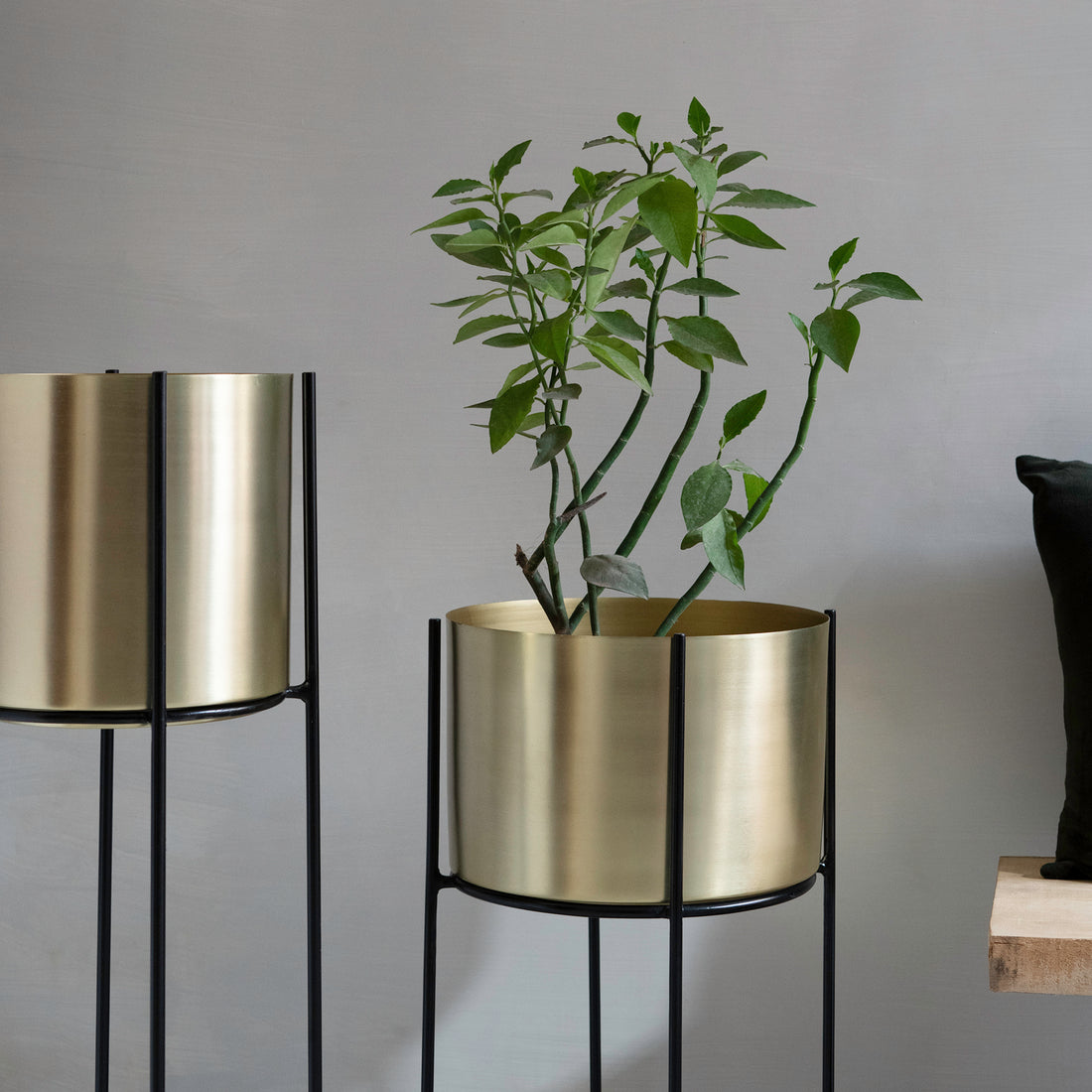 Marigold Planter, Stout, Matte gold - Fleck